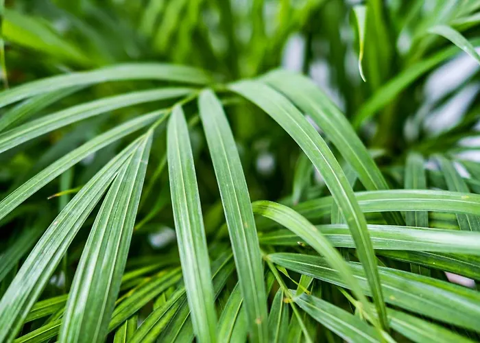 Gasthuis Lisbon Lodge *